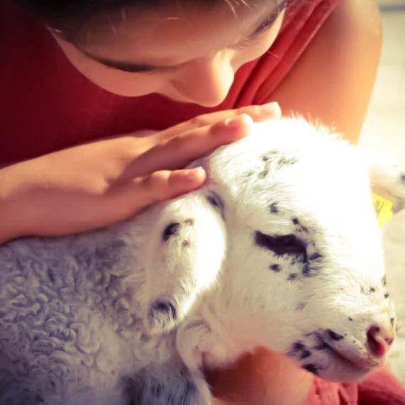 Ovella en una granja