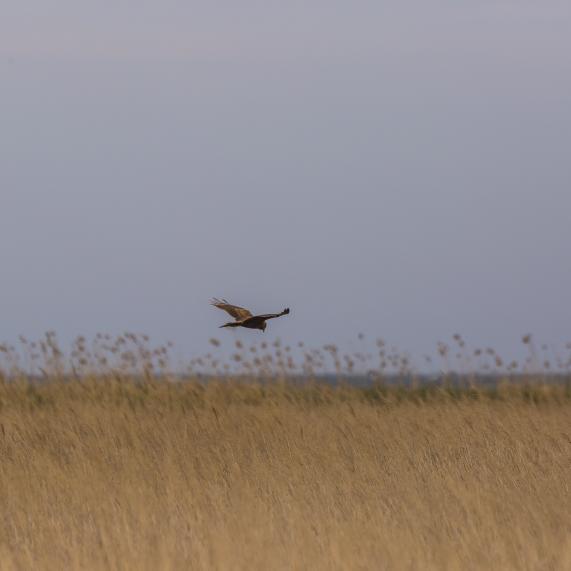 Vol d'oiseaux aux Aiguamolls de l'Empordà