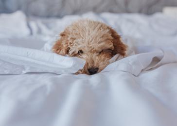 Animal de companyia en hotel