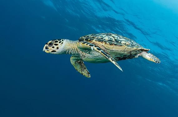 Col·laboració amb el projecte Caretta a la Vista